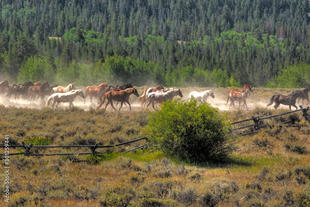 herd of horses in the Grand Tetons herd of horses in the Grand Tetons