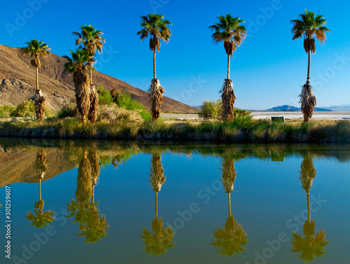 beautiful reflection of palm trees in a desert oasis on Zzyzx road in California
