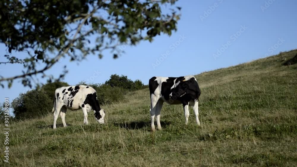 Veals grazing in a green meadow of Cantabria, Spain Veals grazing in a green meadow of Cantabria, Spain