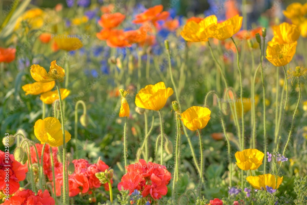 field of flowers