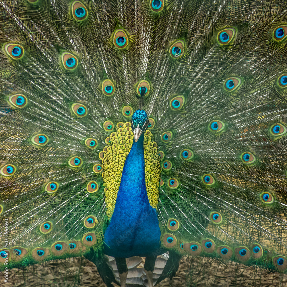Obraz premium Peacock portrait