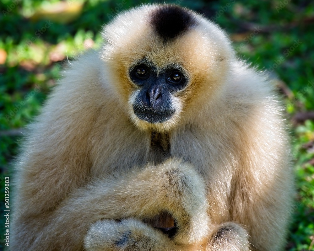 white gibbon sitting on a tree branch and posing for the camera
