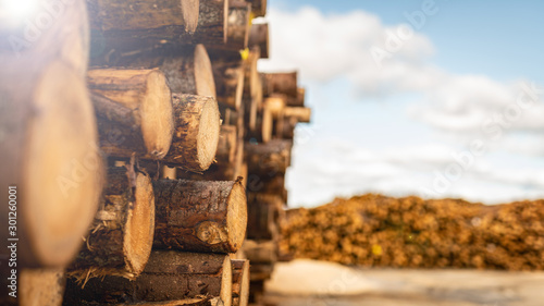 Przemysł drzewny - drewno - produkcja papieru