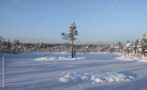 Winter forest landscape. Lonely low pine on a swamp lake. Snow and sky.