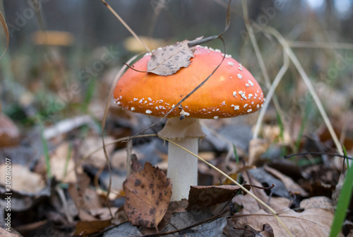 Red fly agarics poisonous mushrooms are also dangerous to the person.