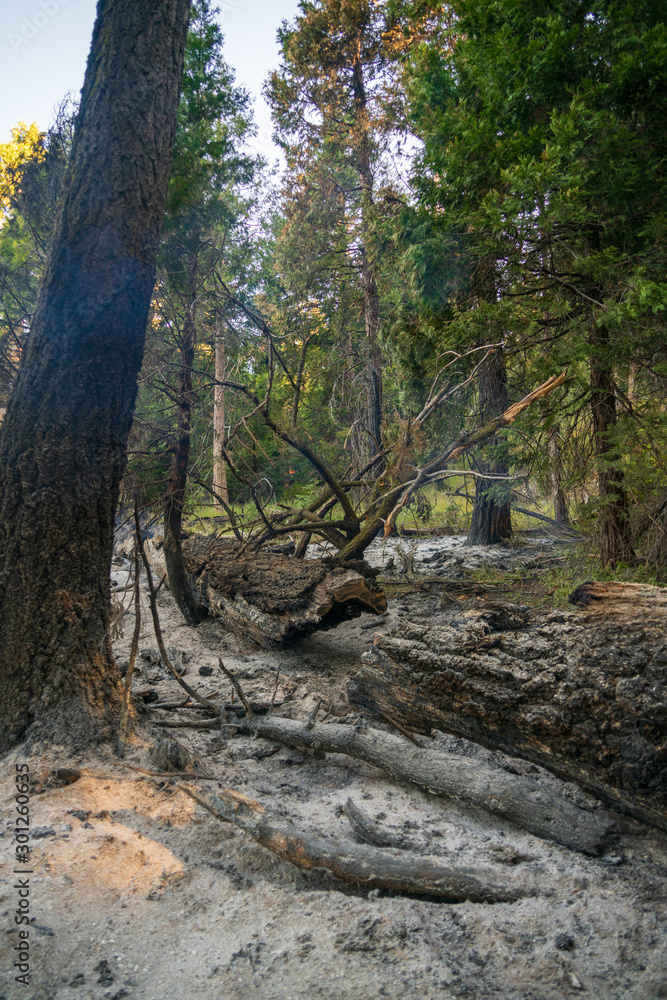 Wildfire at Sequoia National Park