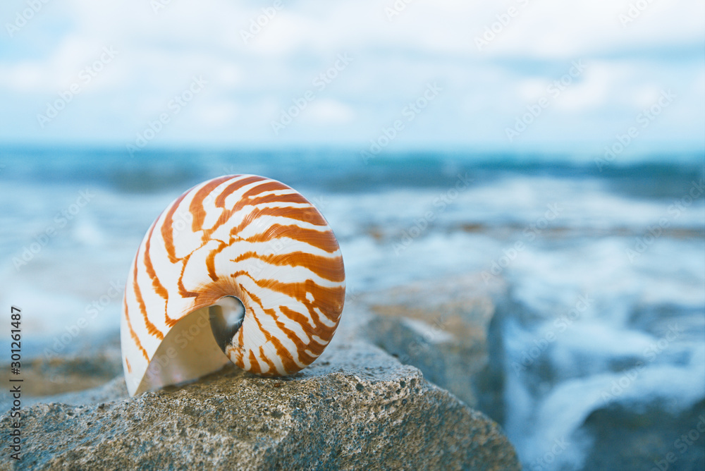 nautilus sea shell on beach in soft sunlight nautilus sea shell on beach in soft sunlight