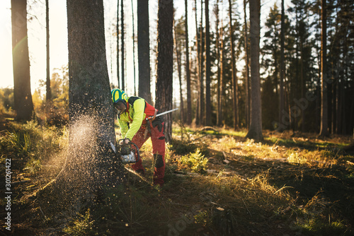 Logger man cutting a tree with chainsaw. Lumberjack working with chainsaw during a nice sunny day. Tree and nature. People at work.