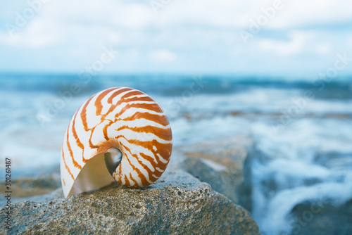 nautilus sea shell on beach in  soft sunlight
