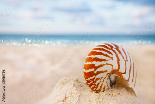 nautilus sea shell on golden sand beach in soft sunset light