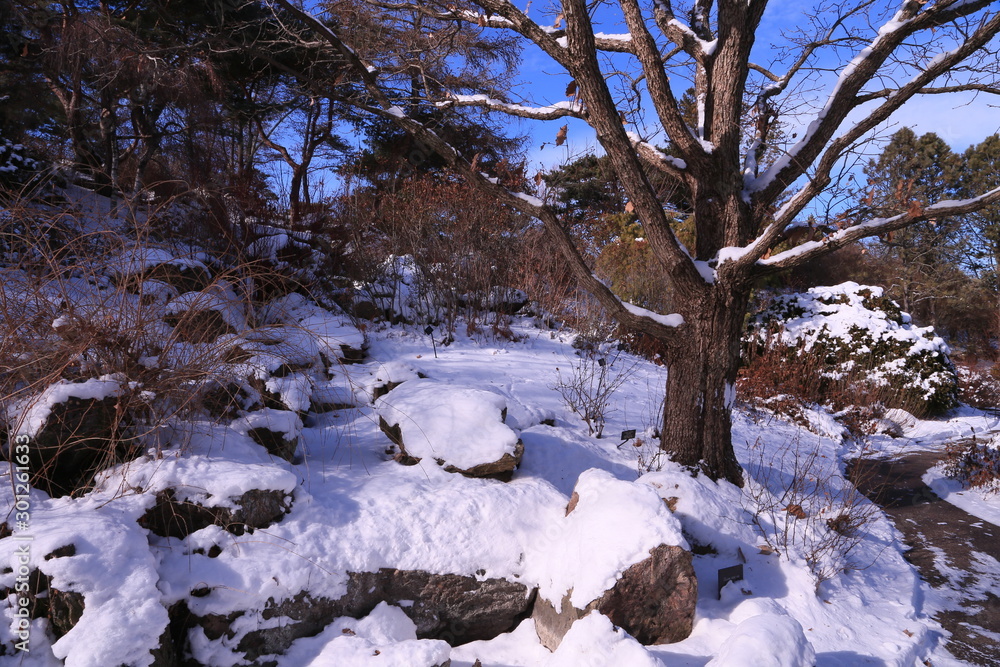winter landscape with tree and snow winter landscape with tree and snow