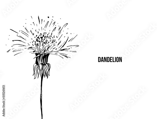 Flowering dandelion freehand vector illustration. Spring honey plant  wildflower outline. Fragile summer flower  Taraxacum leaves and petals monochrome engraving. Postcard  poster design element