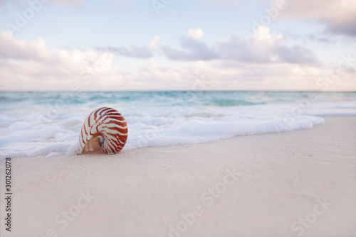 Fototapeta Naklejka Na Ścianę i Meble -  nautilus sea shell on golden sand beach in  soft sunset light