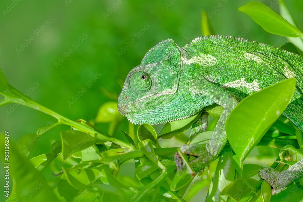 Macro shots, Beautiful nature scene green chameleon Macro shots, Beautiful nature scene green chameleon