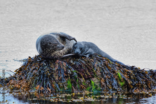 Common seal mother cuddling her pup on a seaweed covered rock, with the pup looking at the camera. photo