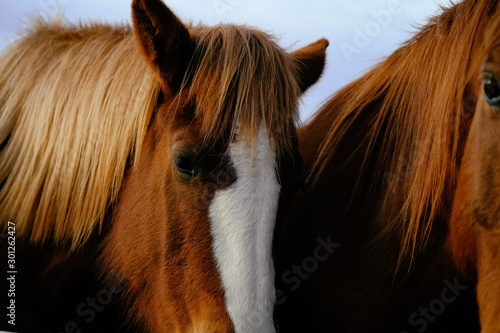 Sorrel mare with blaze closeup for moody horse portrait.