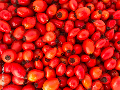 Berry background - red rosehip.