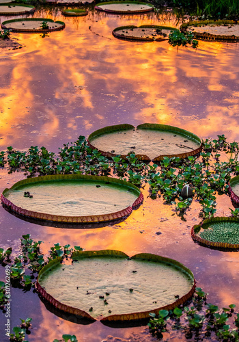 Leaves of the largest water lily  Victoria amazonica  on the surface of the water in the rays of the setting sun. Awesome pink shade of water. Brazil. Pantanal National Park.