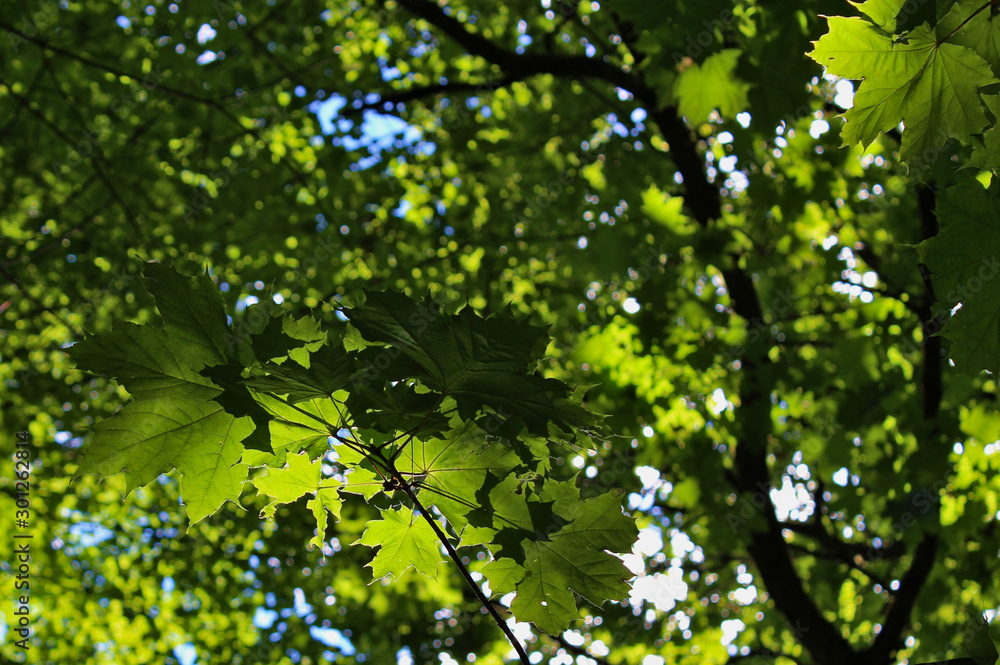 Green maple tree leaves illuminated by the sun. Green maple tree leaves illuminated by the sun.