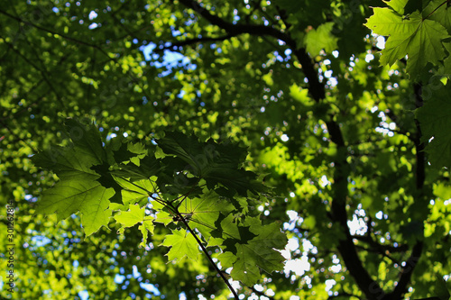 Green maple tree leaves illuminated by the sun.