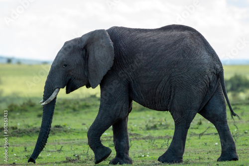 Big elephant smiling in masai mara  kenya  africa. Copy space for text. Travel and wildlife concept.
