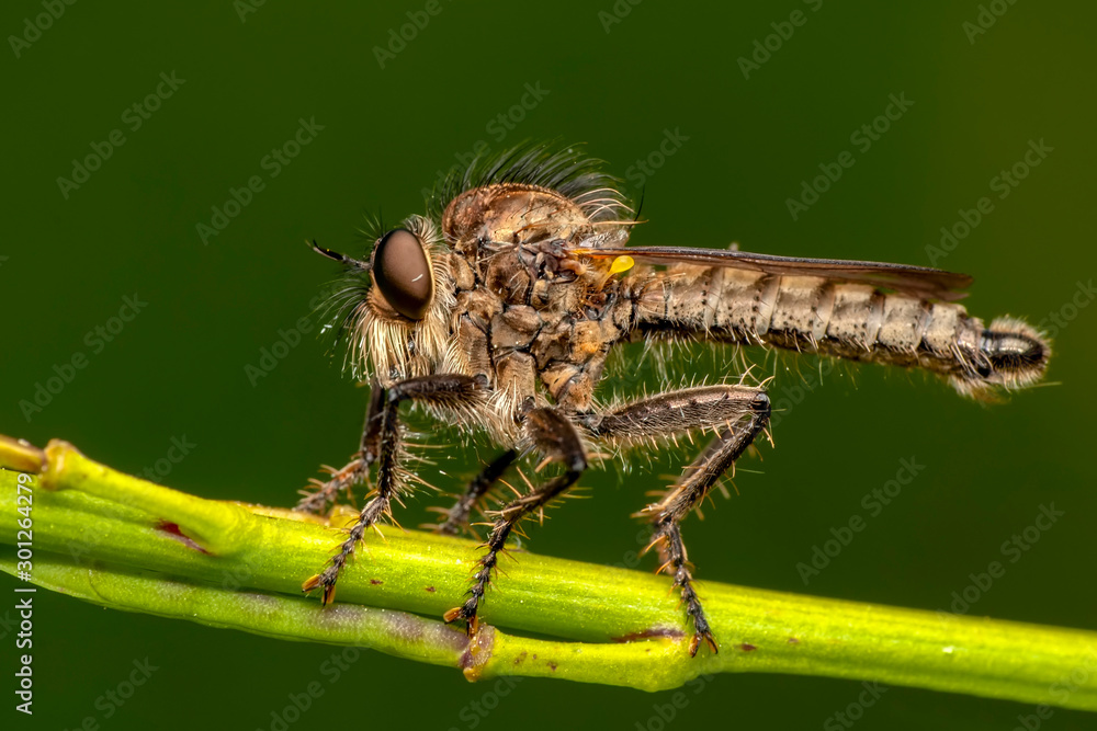 Macro shot of a robber fly Macro shot of a robber fly