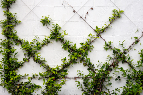Green vines are trained to grow on a wire frame on a wall, and will create an elegant minimalist botanical diamond pattern when finished. © Joanne Dale