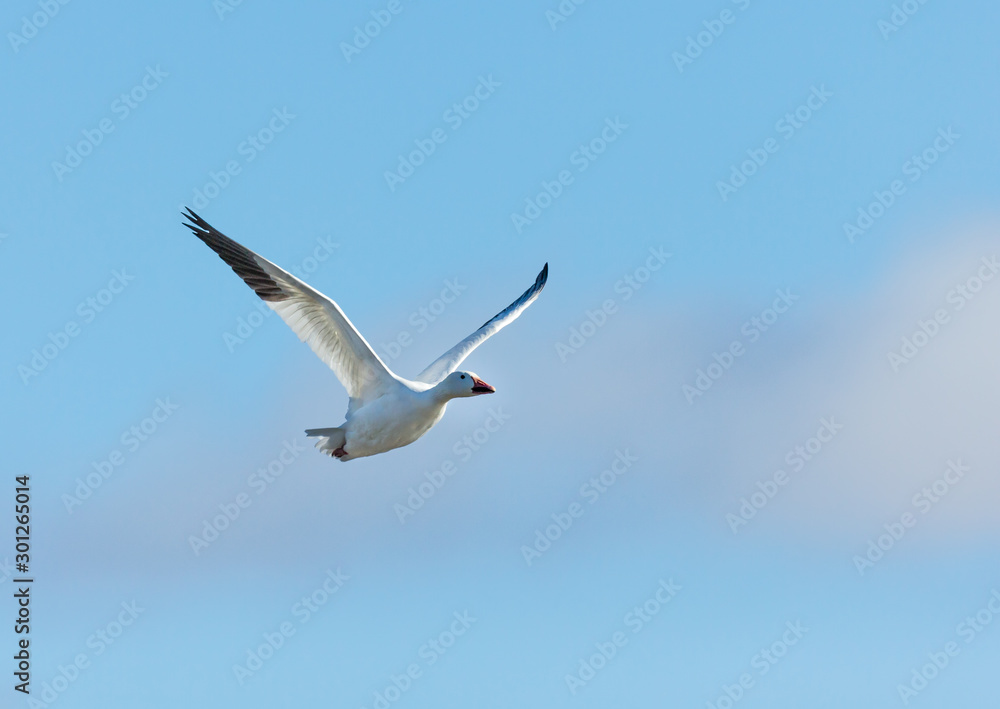 Snow geese gathering in Quebec Canada preparing for the migration south. Snow geese gathering in Quebec Canada preparing for the migration south.