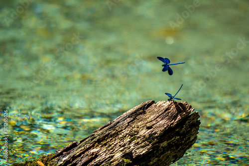 Banded demoiselle dragonfly, a.k.a. Calopteryx Virgo, close-up shot against natural green background, beautiful bokeh, sunny springtime day near Blue Eye spring in Albania. Selective focus