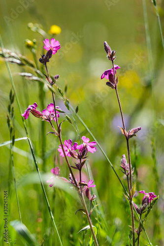 artistic macro of a (silene dioica) bloom in alpine meadow with beautiful blurred bokeh background; narrow depth of field