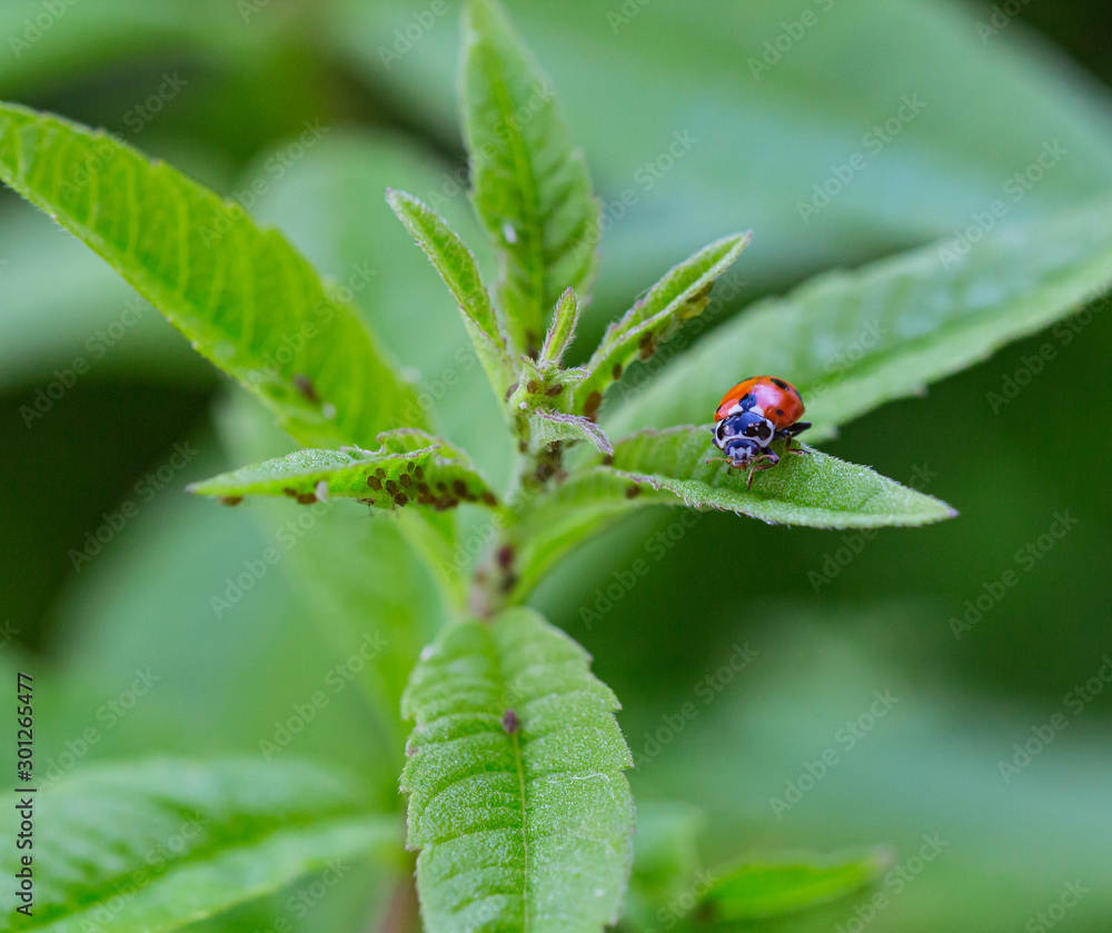 macro of a ladybug (coccinella magnifica) on verbena leafs eating aphids; pesticide free biological pest control through natural enemies; organic farming concept macro of a ladybug (coccinella magnifica) on verbena leafs eating aphids; pesticide free biological pest control through natural enemies; organic farming concept
