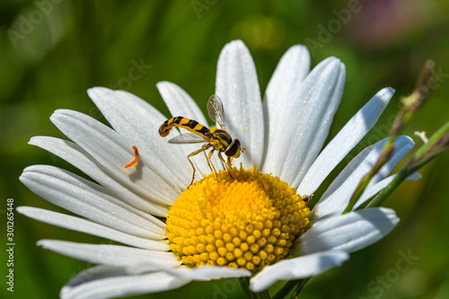 hoverfly (syrphidae) on daisy (leucanthemum) blossom in mountain meadow in spring season; colorful macro with blurred bokeh background
