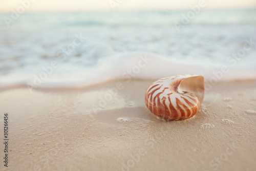 Carta da parati nautilus sea shell on hot sand beach