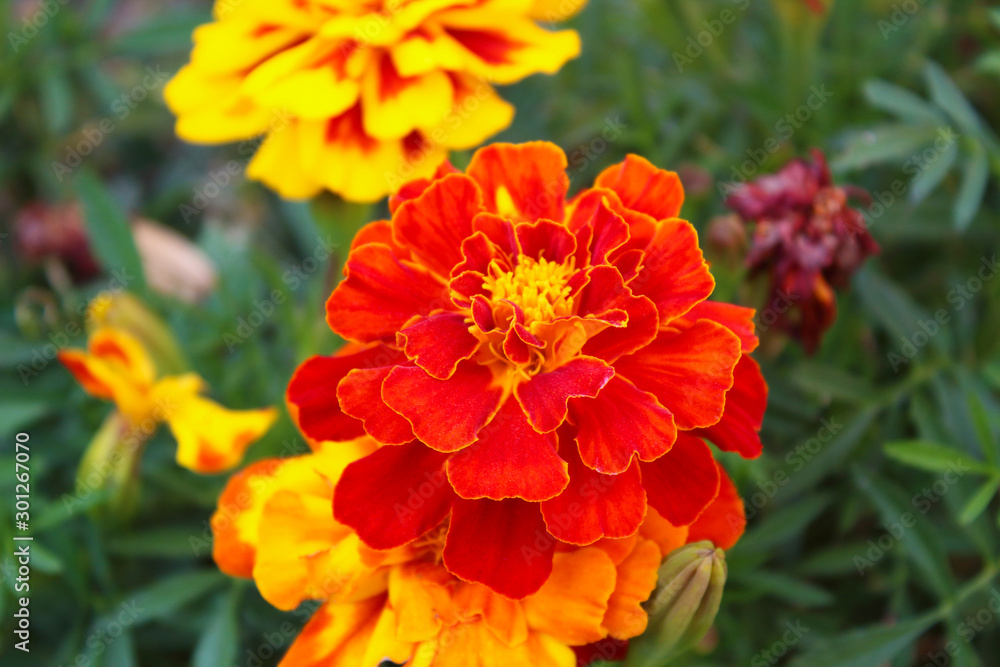 Marigold flowers. Close-up. Background. Scenery. Marigold flowers. Close-up. Background. Scenery.