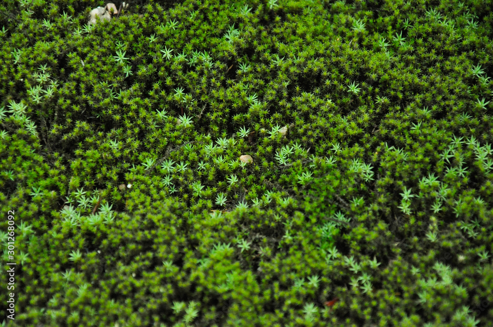 Photo of green moss for use as a background image