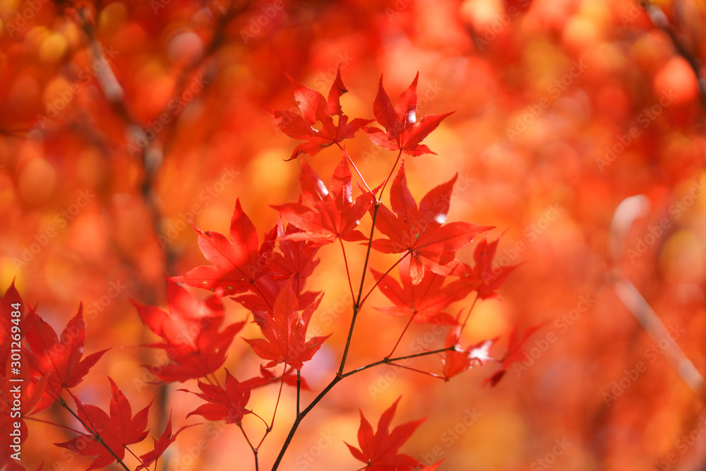 紅葉 紅葉