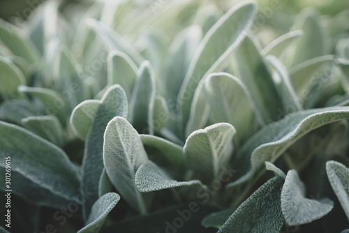 Lamb's ear, hairy leaves