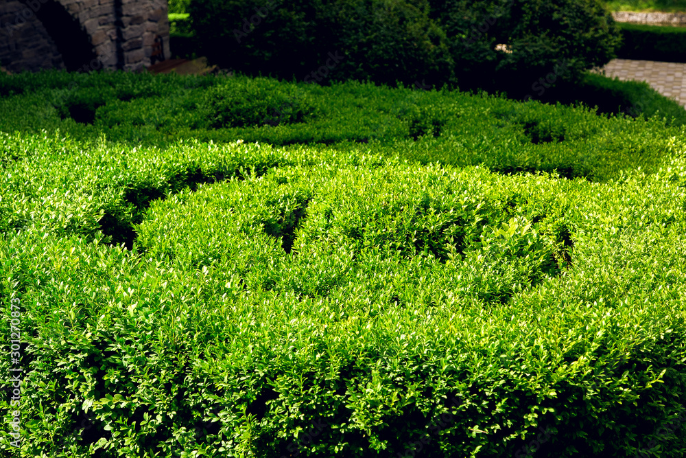 boxwood growing in a spiral circle lit by sunlight, close up plant in the park. boxwood growing in a spiral circle lit by sunlight, close up plant in the park.