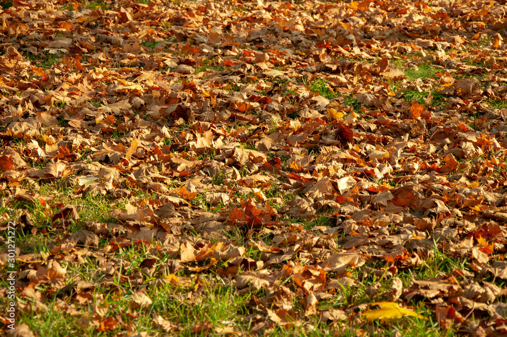 Beautiful fallen yellow red orange leaves on green grass close-up Beautiful fallen yellow red orange leaves on green grass close-up