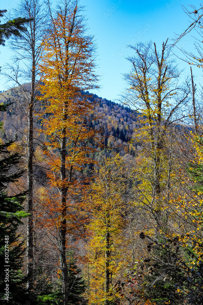 Fototapeta premium autumn