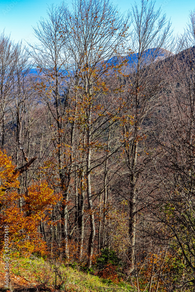 autumn autumn