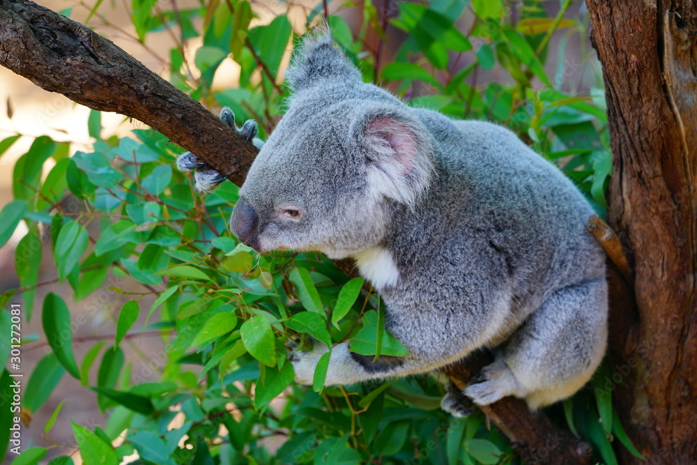Fototapeta premium A koala on a gum tree in Australia