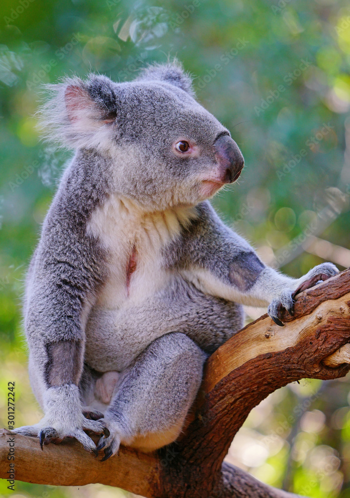 Obraz premium A koala on a gum tree in Australia
