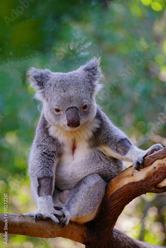 Fototapeta Naklejka Na Ścianę i Meble -  A koala on a gum tree in Australia