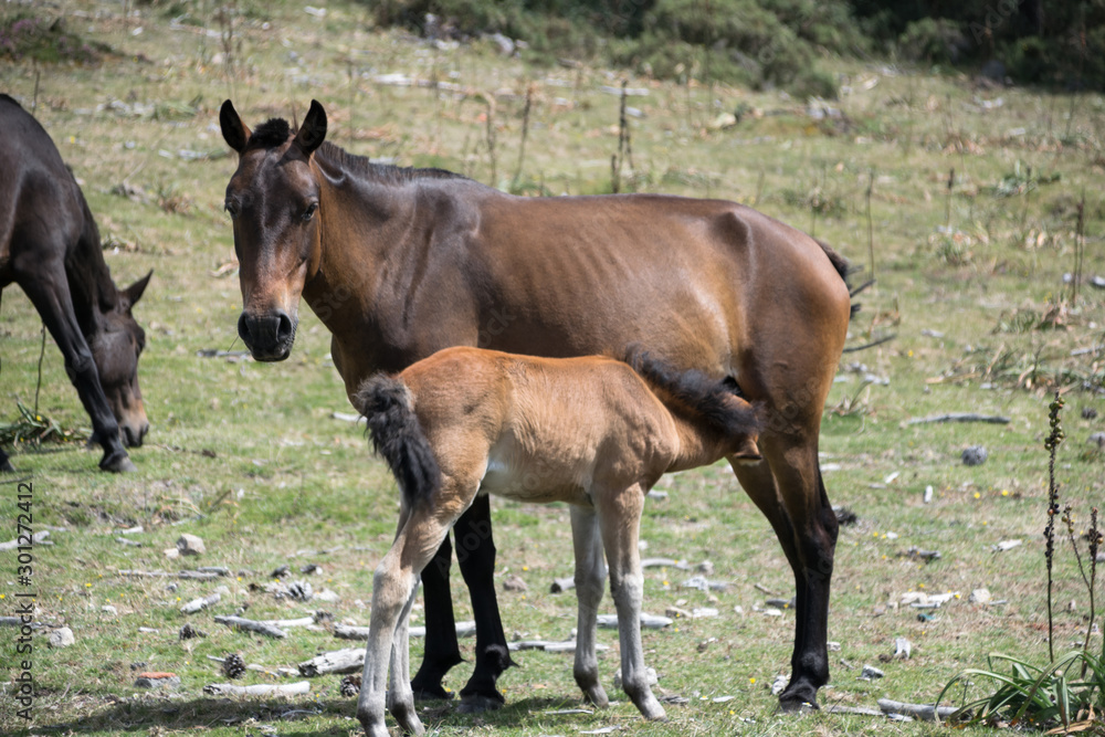 Fototapeta premium Young foal breastfeeding her mother