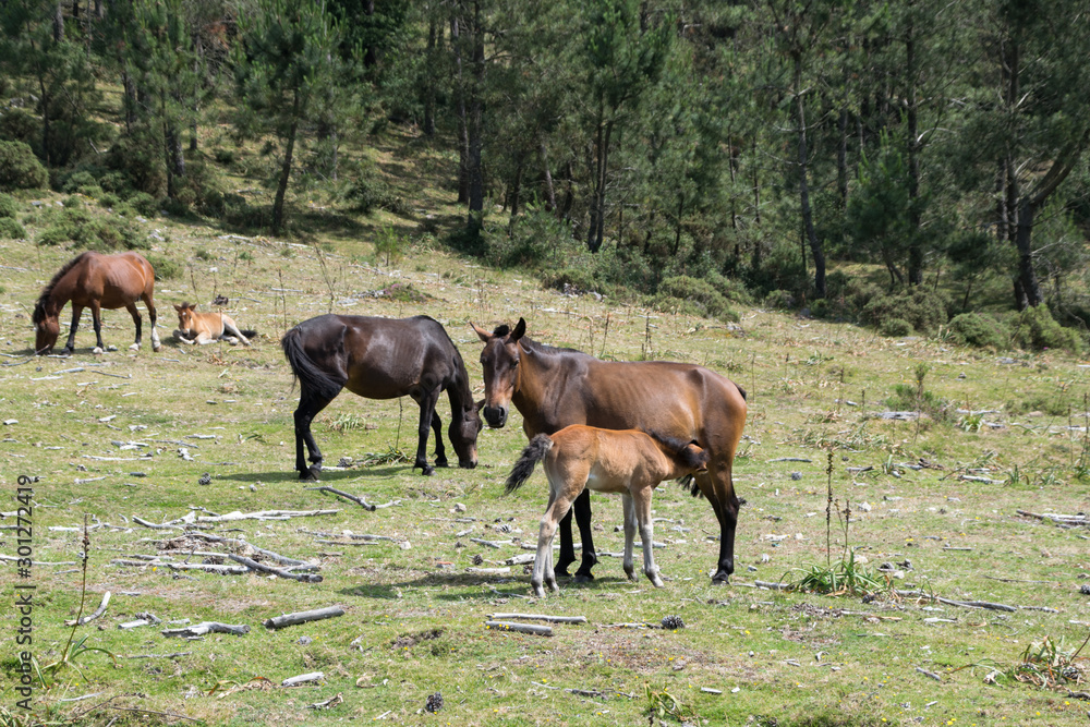 Foal drinking milk from his mother in the field