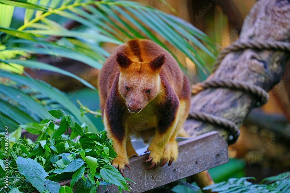Obraz premium View of a red Tree Kangaroo on a tree branch in Australia