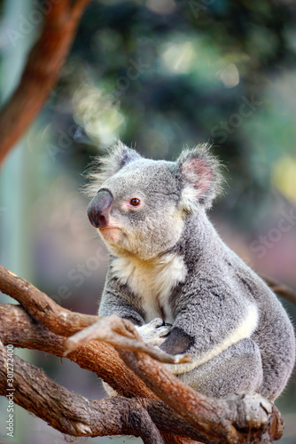 A koala on a gum tree in Australia © eqroy