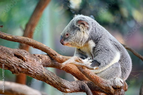 Fototapeta Naklejka Na Ścianę i Meble -  A koala on a gum tree in Australia