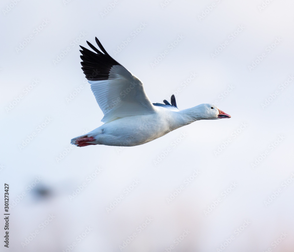 Snow geese gathering in Quebec Canada preparing for the migration south. Snow geese gathering in Quebec Canada preparing for the migration south.
